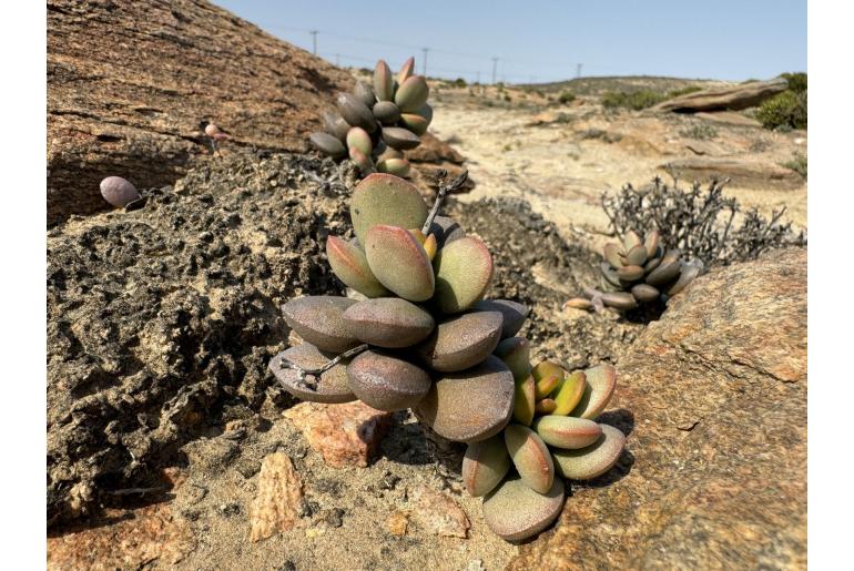 Adromischus montium-klinghardtii -17962