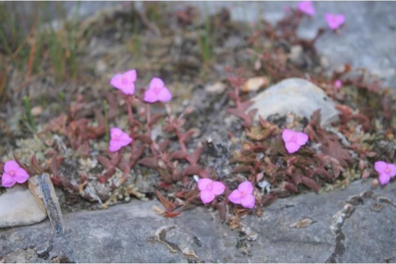Callisia navicularis -17965
