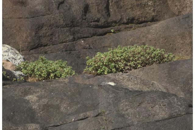 Munt van Socotra