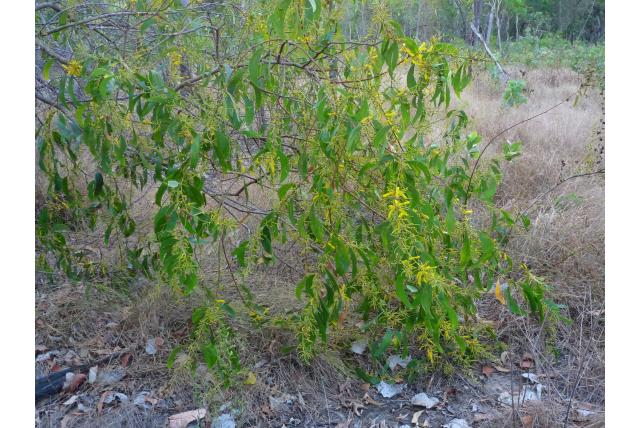 Rivier Acacia