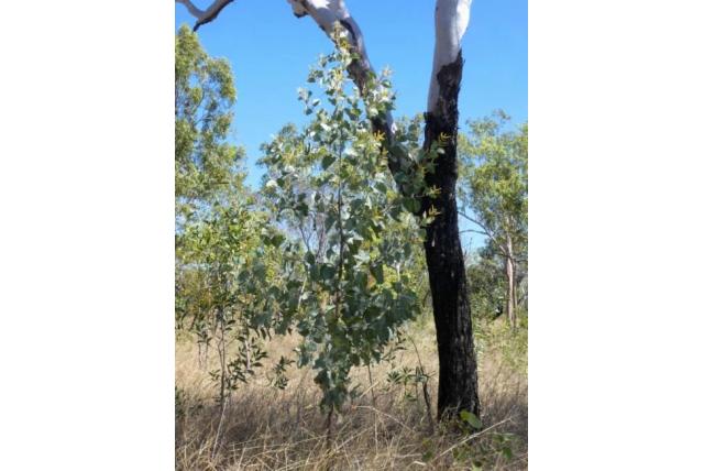 Moeras Acacia