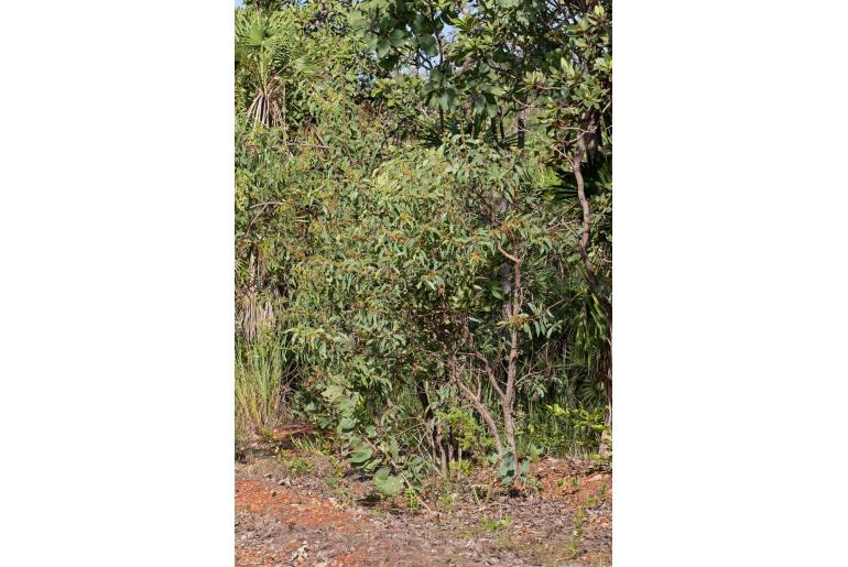 Acacia lamprocarpa -17988