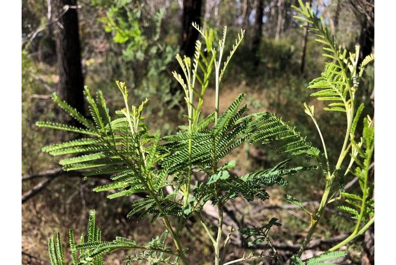 Acacia leucoclada ssp argentifolia -17990