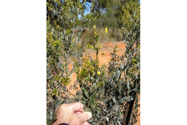 Honing geurende acacia