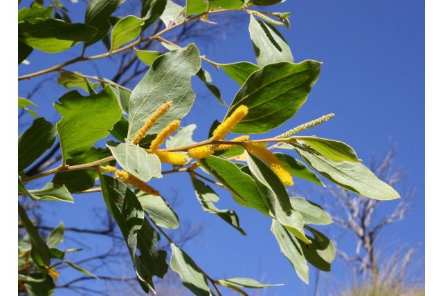 Geaderd fruit acacia