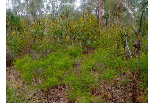 Wickham's Acacia