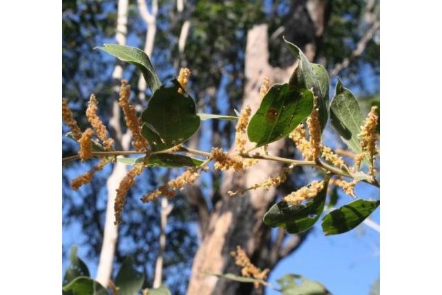 Opgerold fruit acacia