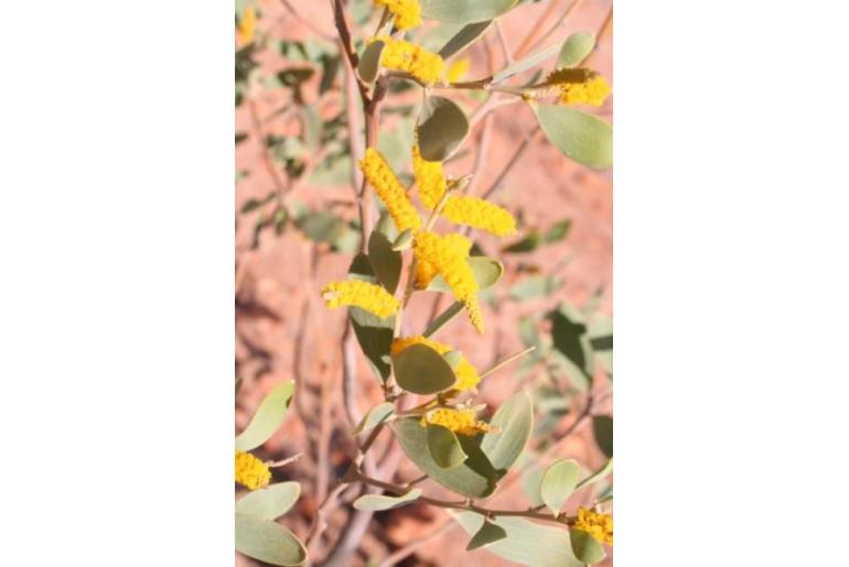 Acacia sibirica -18001