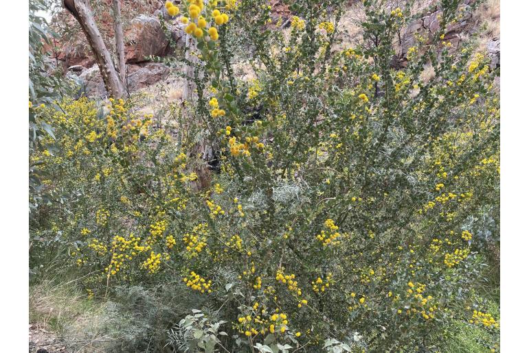 Acacia strongylophylla -18003