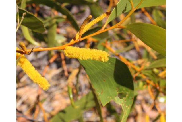 Gezwollen Kulparn acacia