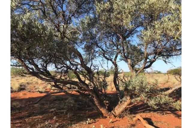 Slangenhout acacia