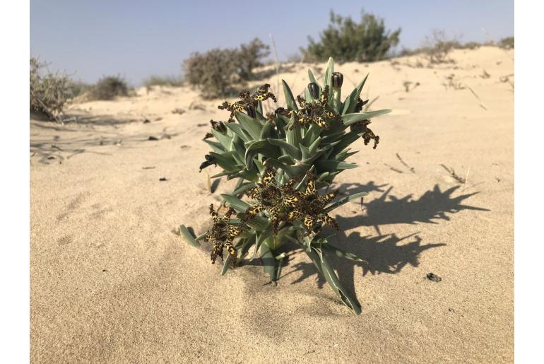 Ferraria schaeferi -18022