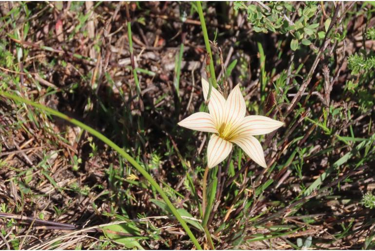 Romulea longipes -18023