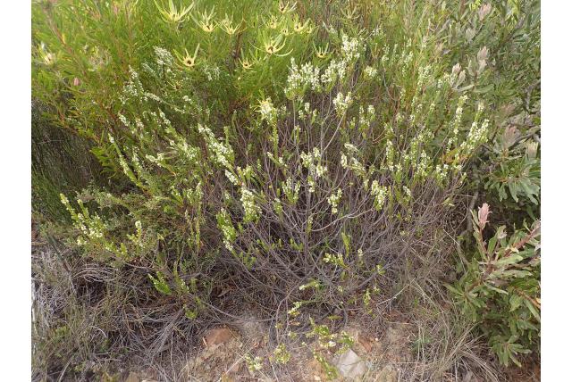 Gestreepte struthiola