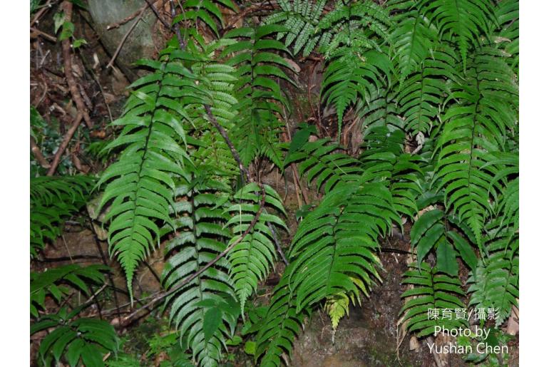 Diplazium wichurae 18031