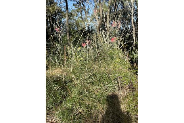 Foster's rode Banks grevillea