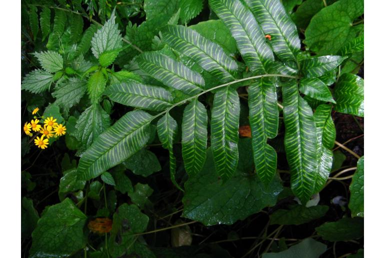 Coniogramme emeiensis -18034