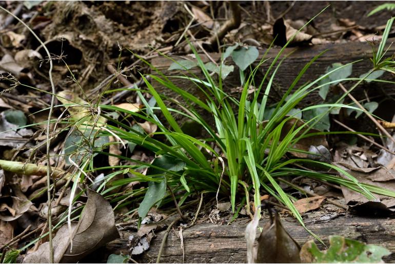 Cyperus diffusus 18036