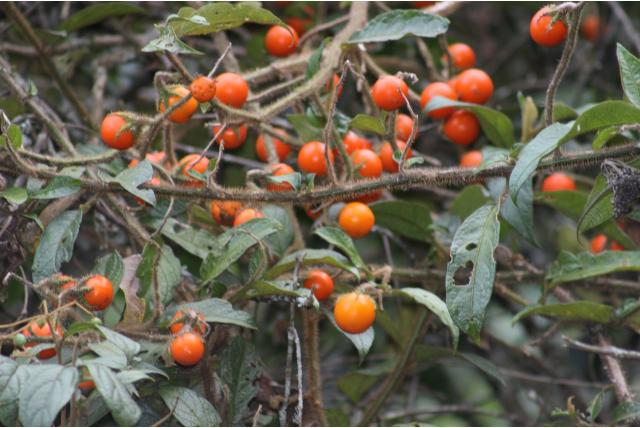 Aturen's Solanum