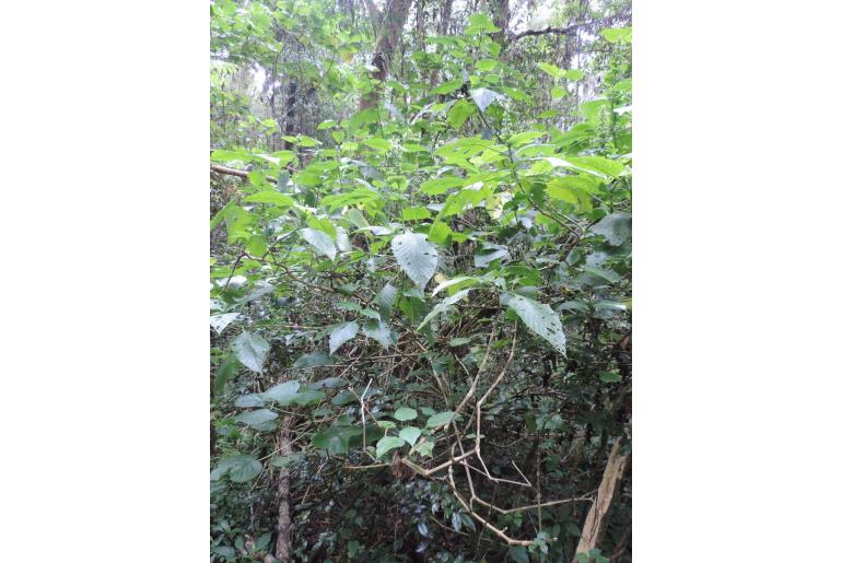 Brillantaisia cicatricosa -18042