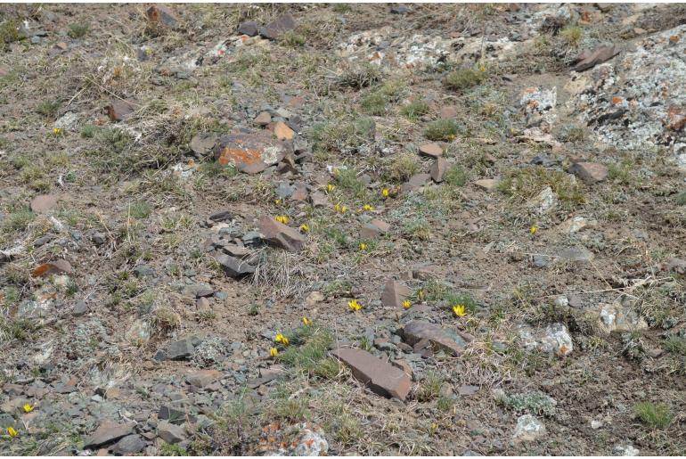 Tulipa urumiensis -18047