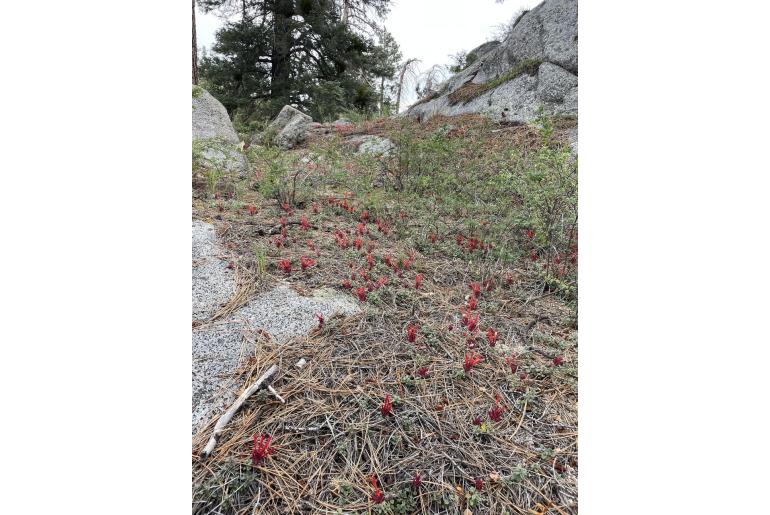 Monardella macrantha 18052