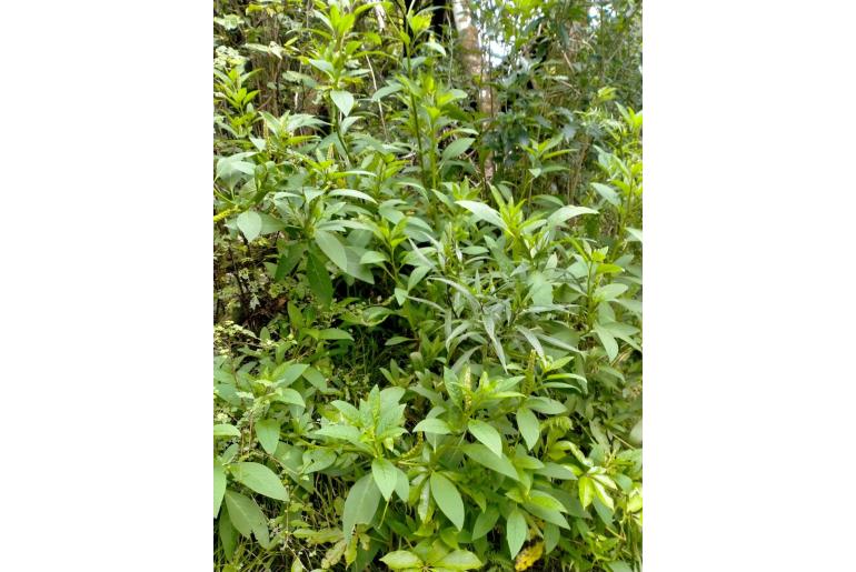 Phytolacca icosandra -18054
