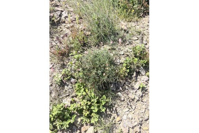 Ebbenachtige onobrychis