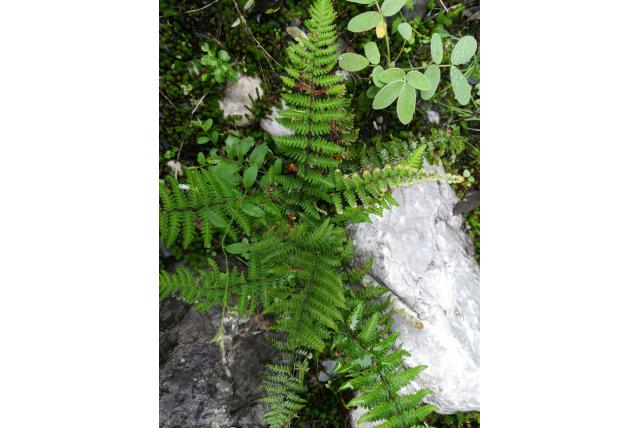 Galeott's notholaena