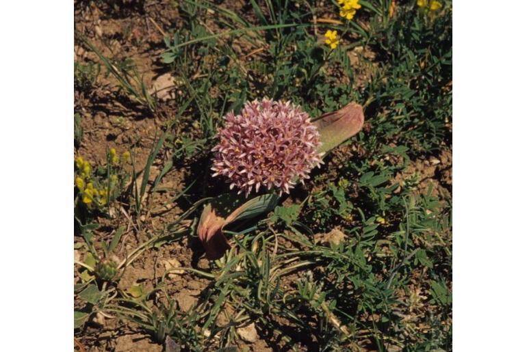 Allium akaka -18108