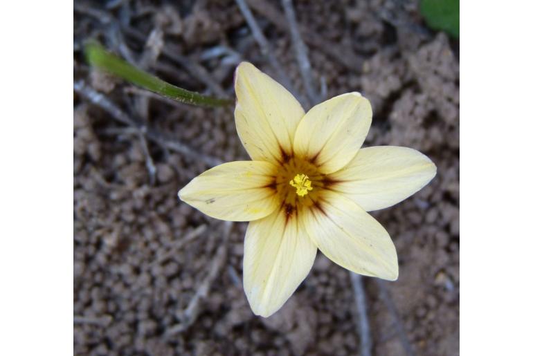 Romulea sphaerocarpa 18123