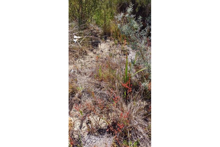Ixia exiliflora 18124