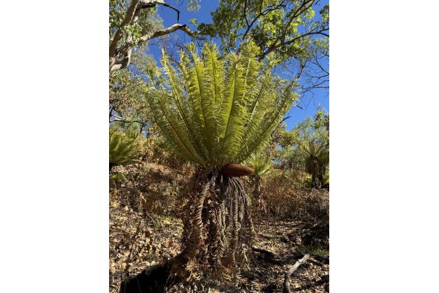 Basalt rots sago palm