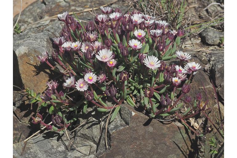 Delosperma grantiae&nbsp;18137