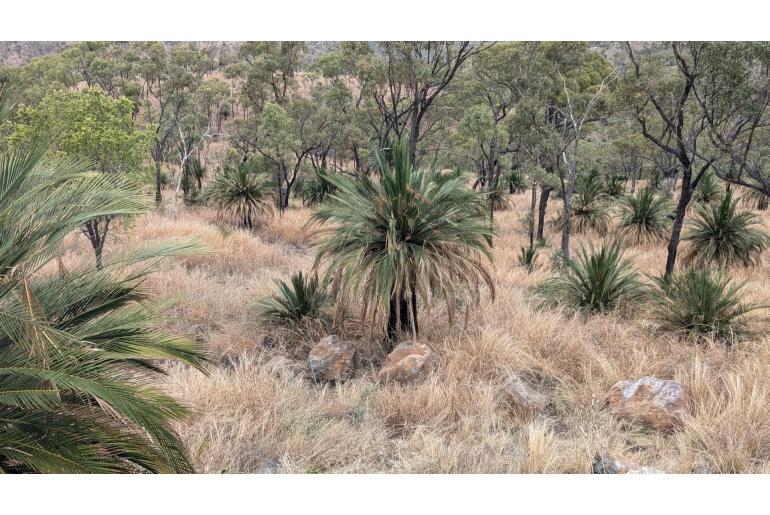 Macrozamia moorei -18143