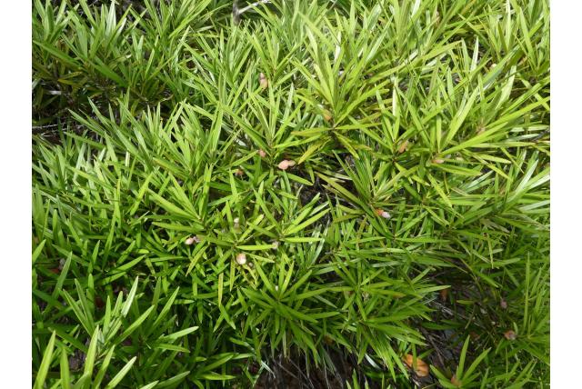 Nieuw Caledonië Podocarpus