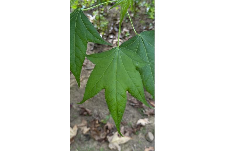 Acer oliverianum -18150