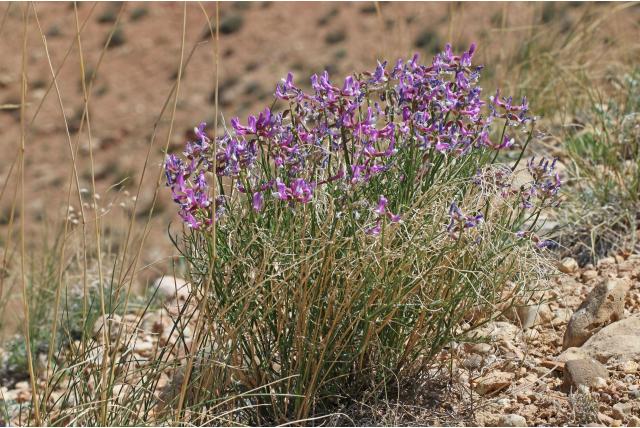 Dinosaurus astragalus
