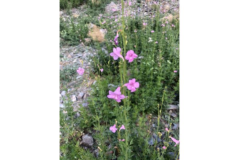 Incarvillea olgae 18163