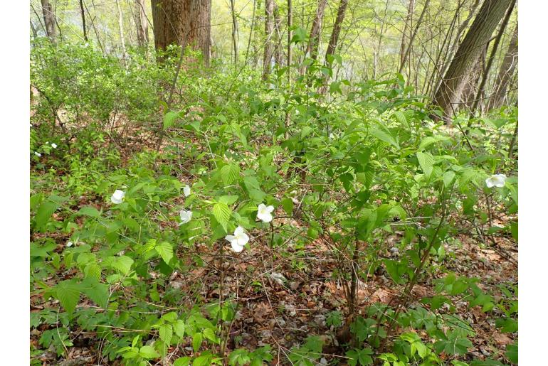 Rhodotypos scandens -18173