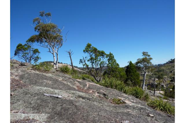 Witte Wallangarra Eucalyptus Witte Wallangarra Eucalyptus