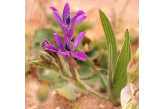 Breedbladige Baviaanbloem