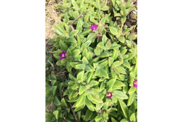 Smalle meeldraden ijsbloem