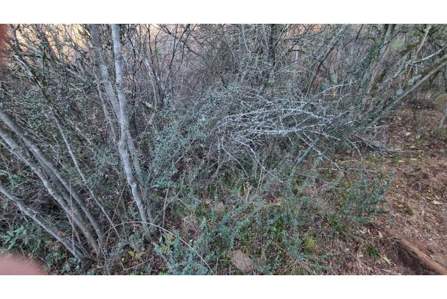 Vaccinium-achtig blad gymnosporia