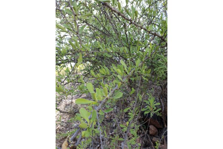 Gymnosporia pubescens&nbsp;18194