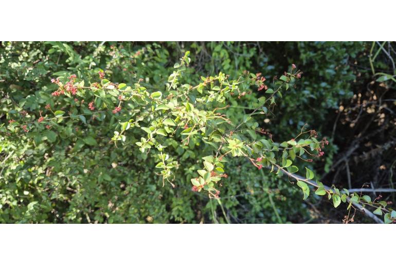 Gymnosporia rubra&nbsp;18195