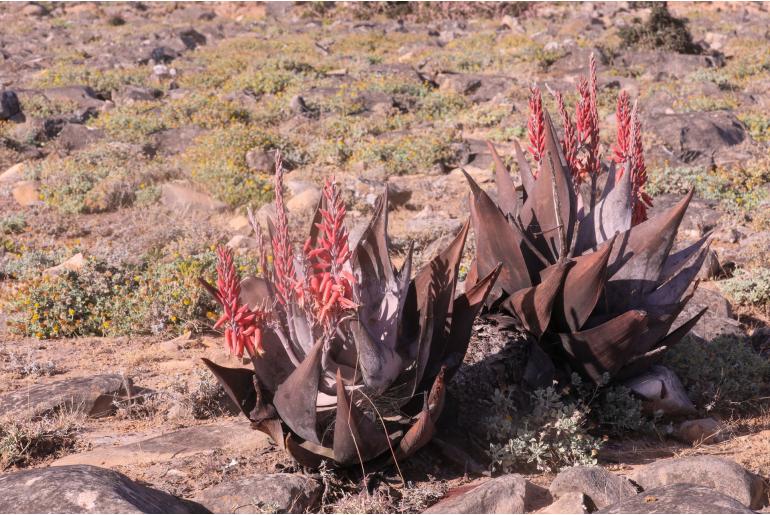 Aloe dhufarensis -18201