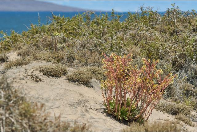 Mesvormige dudleya
