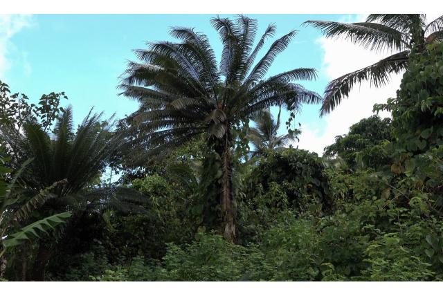 Thouars' cycas