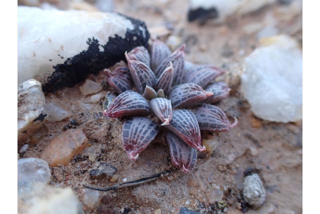 Haworthia-achtige bulbine